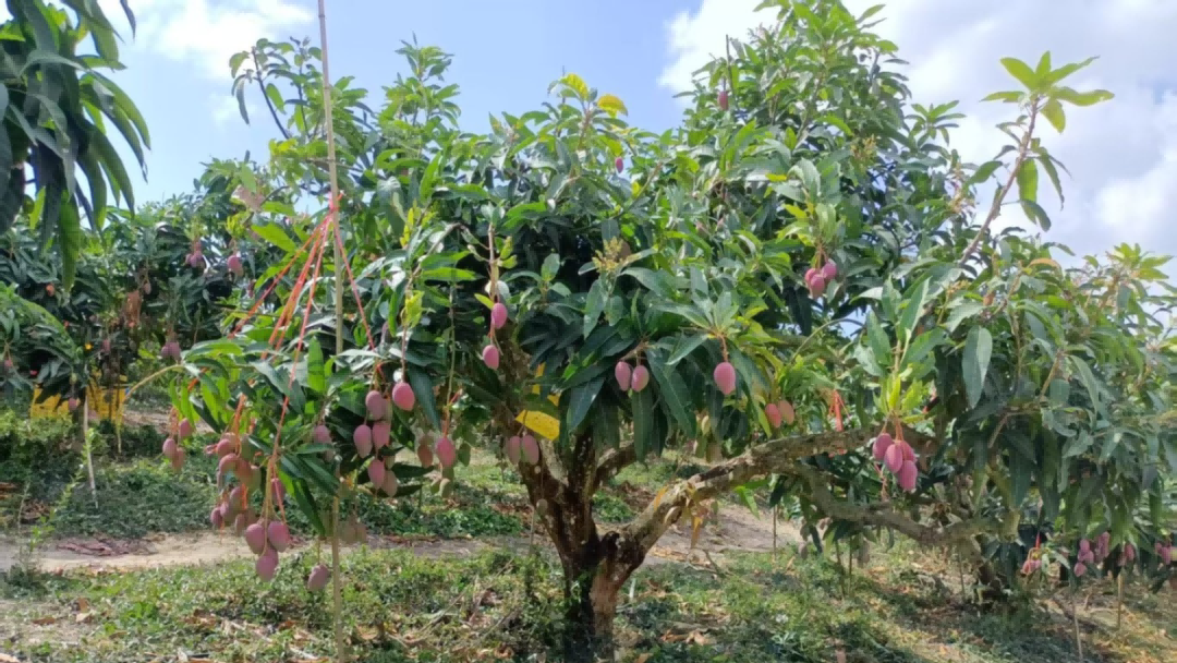 Ê×Ò³| ×ðÁú¼¯ÍÅÖйú¹Ù·½ÍøÕ¾